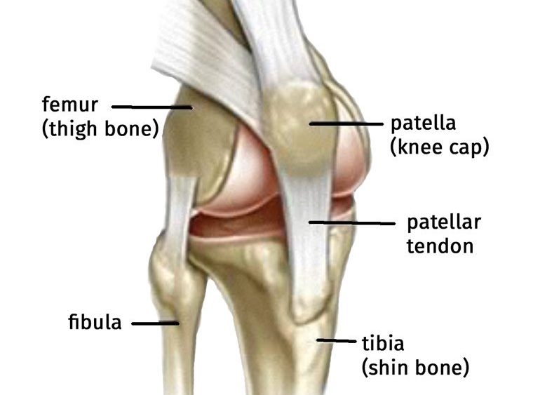 knee anatomy