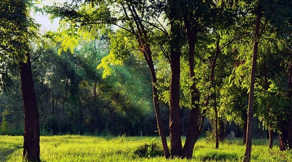 Naturheilkunde: Heilen mit der Kraft der Natur