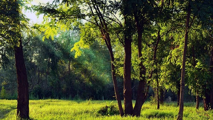 Naturheilkunde: Heilen mit der Kraft der Natur