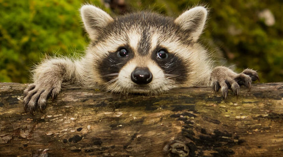 Ahimsa: Ist ein Fellkragen an der Winterjacke ok?