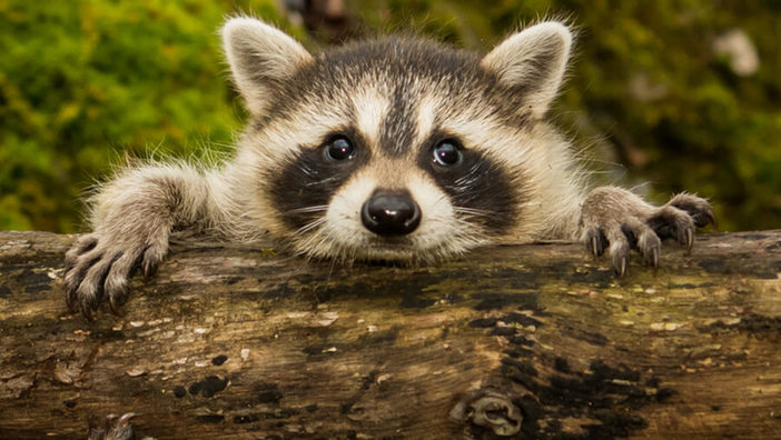 Ahimsa: Ist ein Fellkragen an der Winterjacke ok?