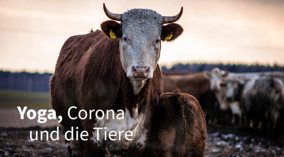 Yoga, Corona und die Tiere