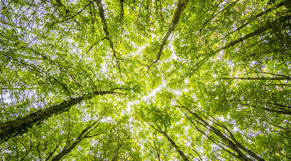 Naturverbundenheit im Yoga: Die Kraft der Erde