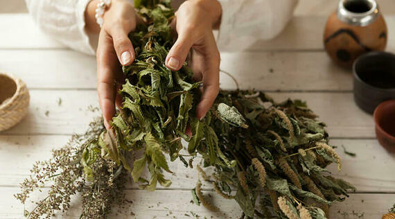 7 ayurvedische Kräuter, die du kennen solltest