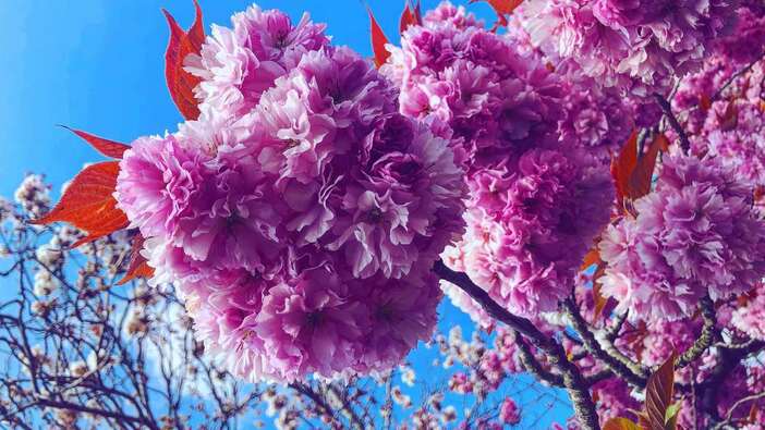 Living seasonally - Tune into Spring