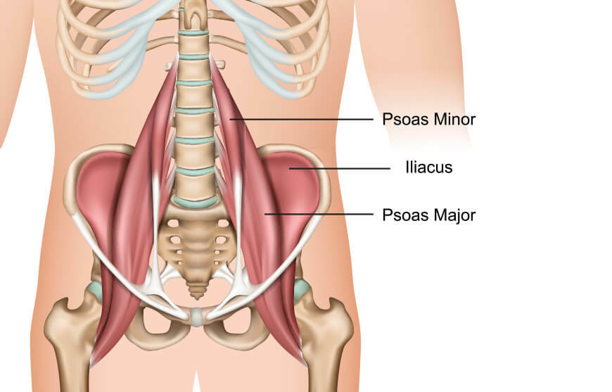 Anatomische Zeichnung Psoas