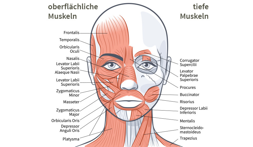 Face Yoga: Gesichtsmuskeln
