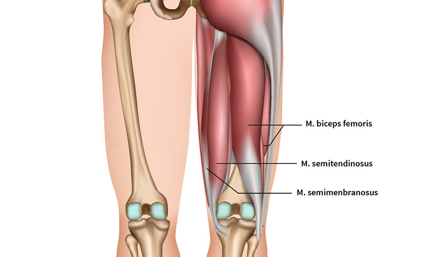 Anatomie Oberschenkelrückseite