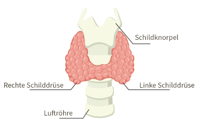 Anatomie der Schilddrüse